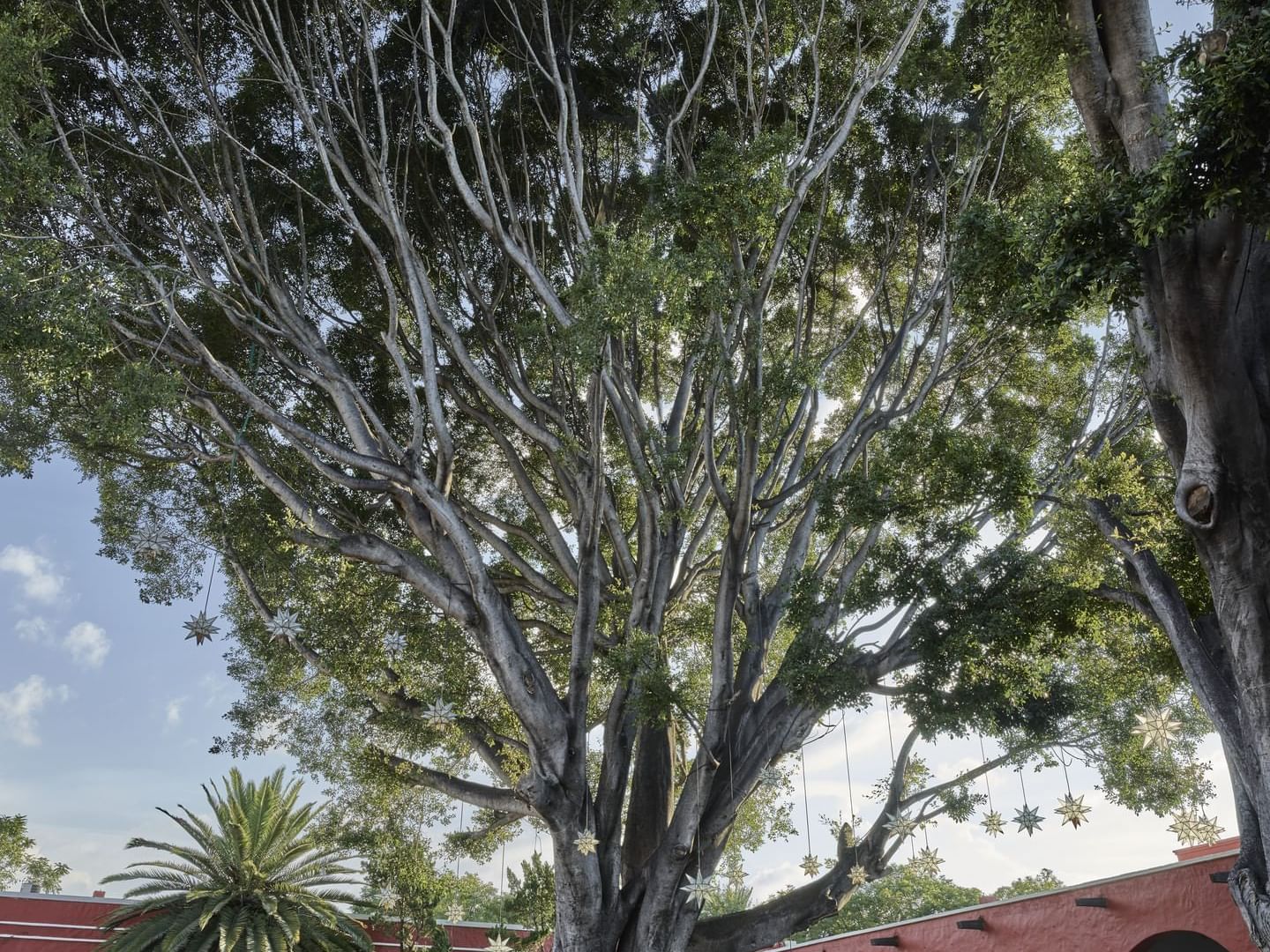 A tree in Los Laureles Patio, FA Hacienda Galindo Resort & Spa