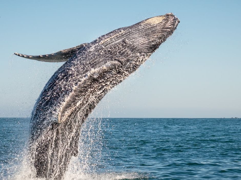 A Breaching Humpback whale captured in the Ocean, One Hotels