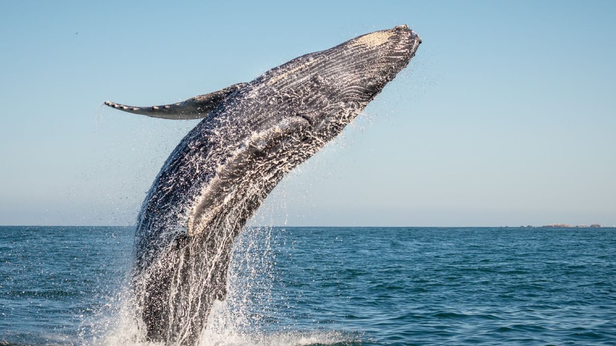 Humpback whale jumping out of the sea at Grand Fiesta Americana