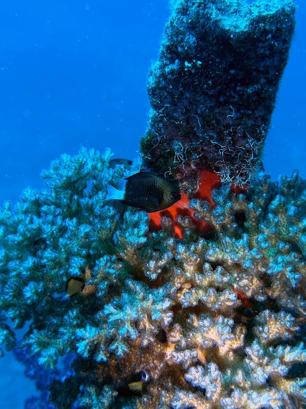 Underwater scene with vibrant corals and fish, showcasing snorkeling and scuba diving at Tambua Sands Beach Resort in Sigatoka.