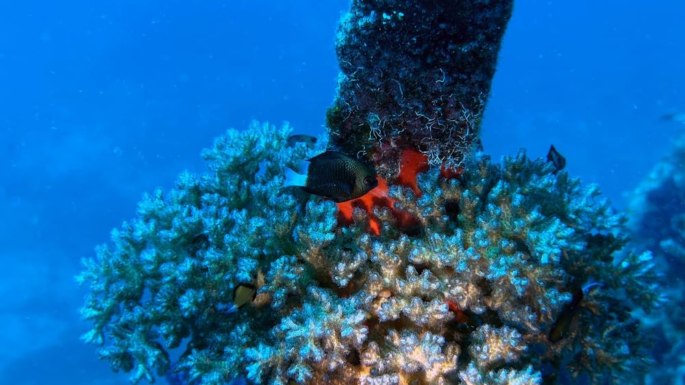 Underwater view of coral and fish showcasing the Dive Centre at The Naviti Resort Fiji.