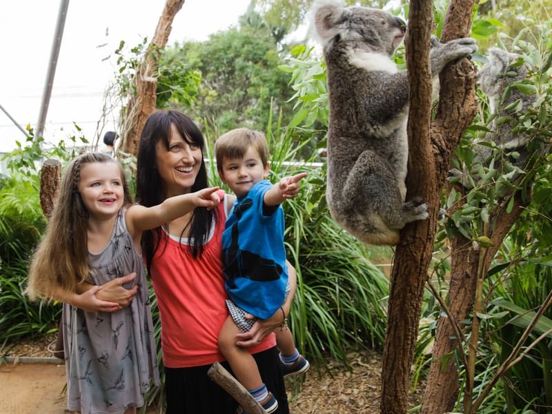 Mother and two kids enjoy a family getaway at a zoo with a koala climbing a tree.