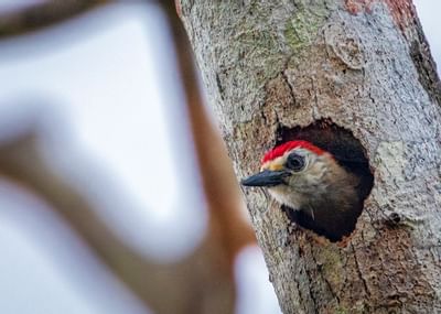 Pájaro dentro del árbol