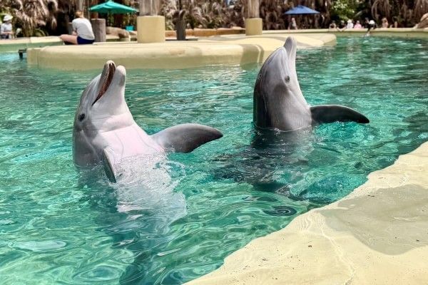 Two dolphins playfully poke out of the water at SeaWorld Orlando, which offers discounts for college students.