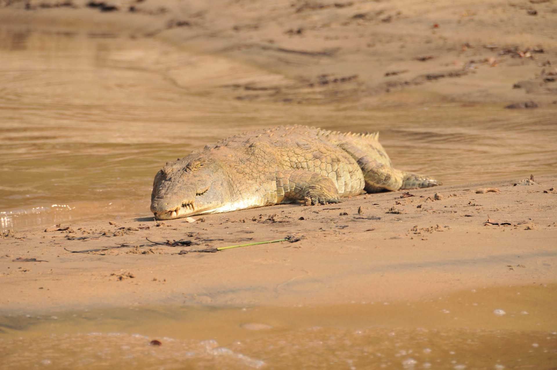 A crocodile captured in the wild near Serena Mivumo River Lodge