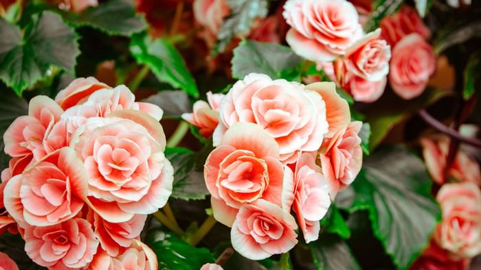 Closeup of rose flowers at The Original Hotels