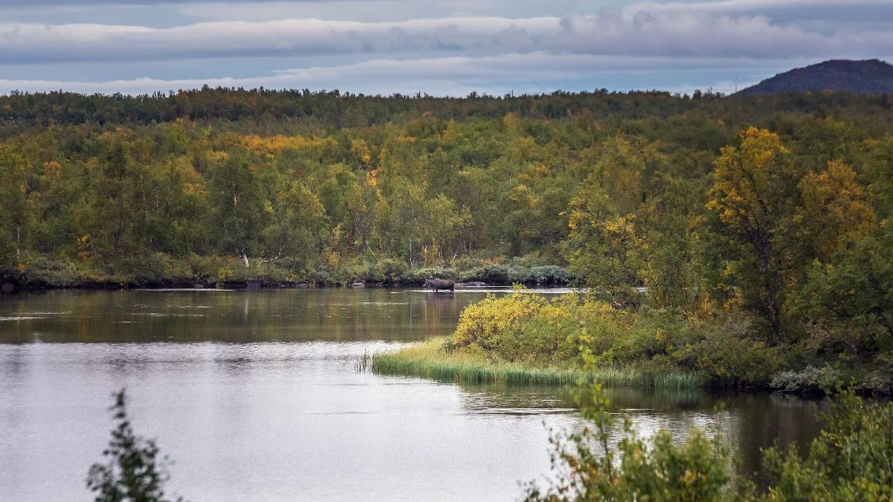 River with moose in the water near Coast Fort St. John Hotel
