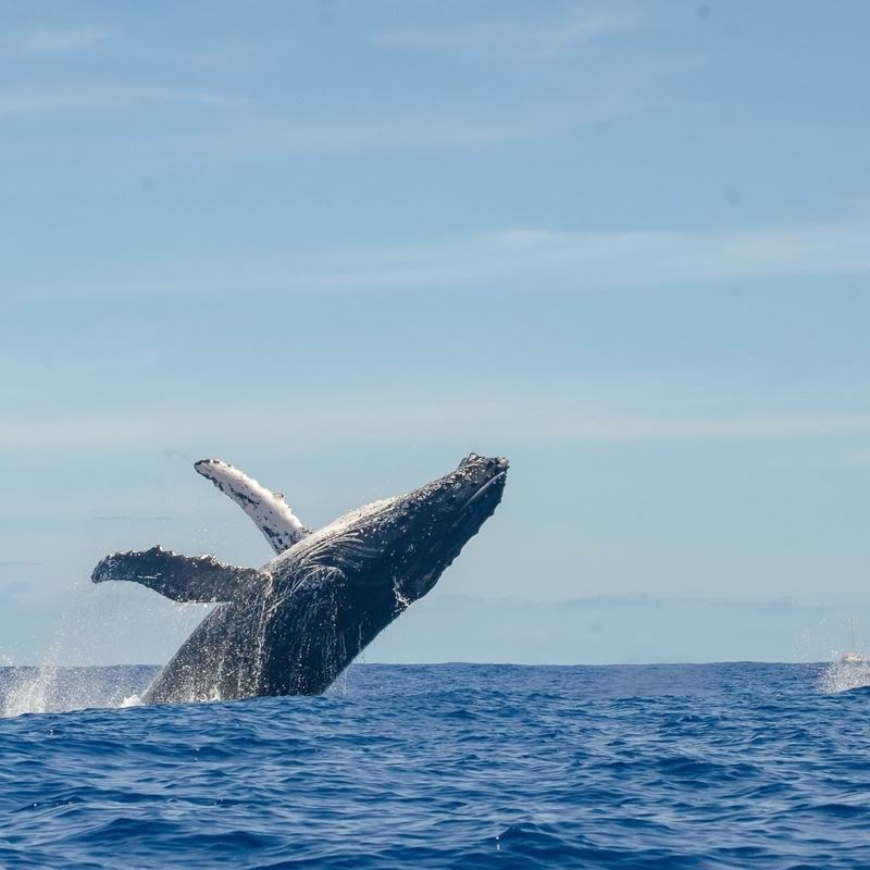 Two humpback whales breaching in the ocean during whale season in Puerto Vallarta.