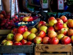 Apples piled in an street shop near Kellogg Conference Center