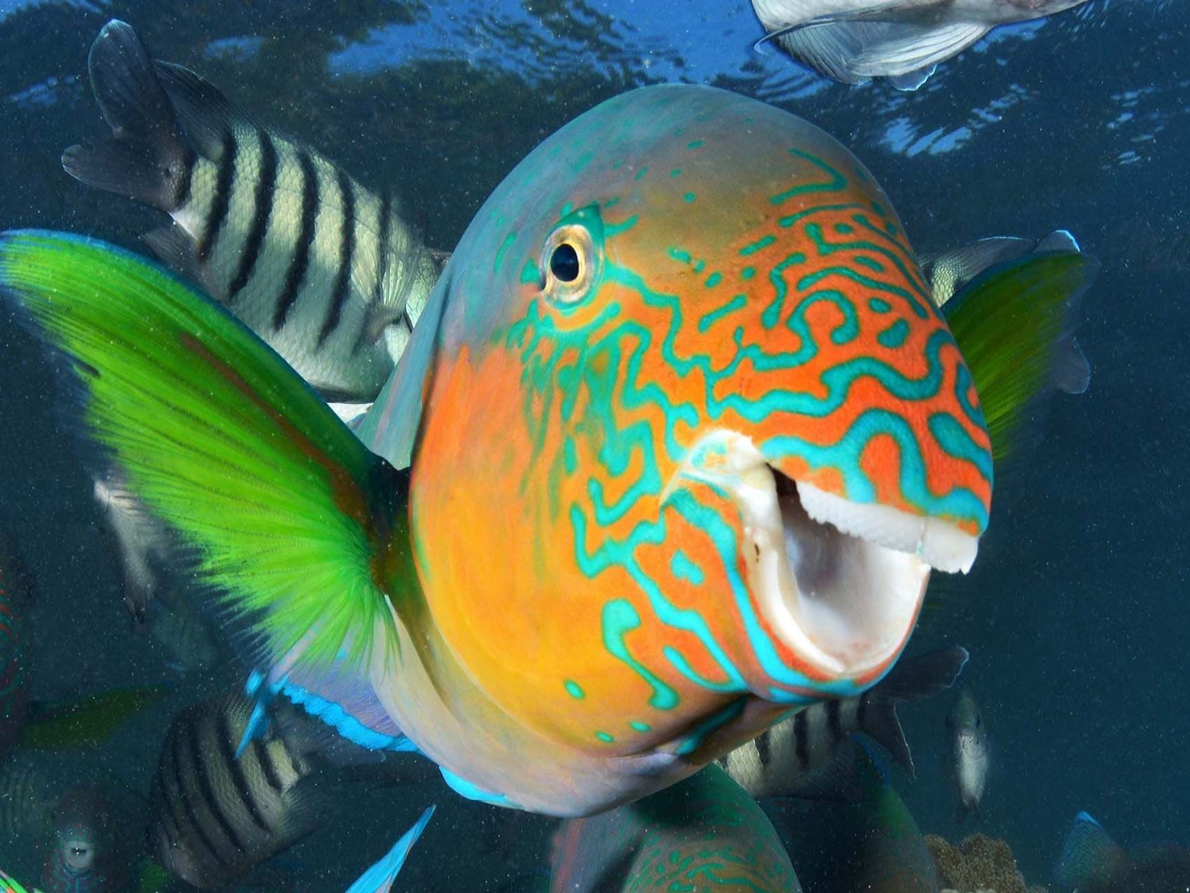 Closeup view of fish at Reef Aquarium in Daydream Island Resort