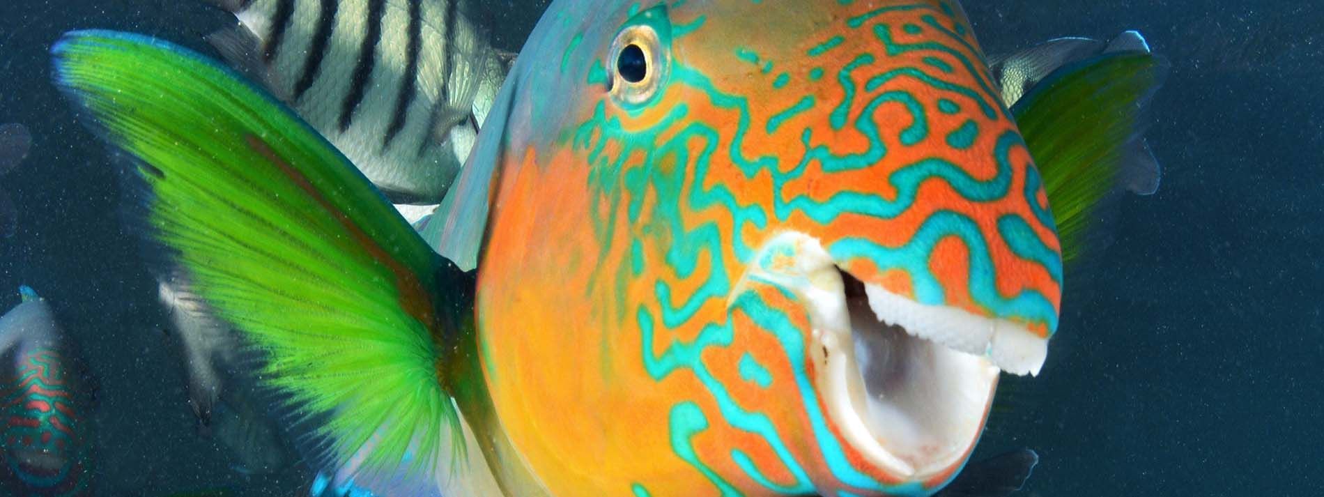 Close up on a fish at Reef Aquarium in Daydream Island Resort