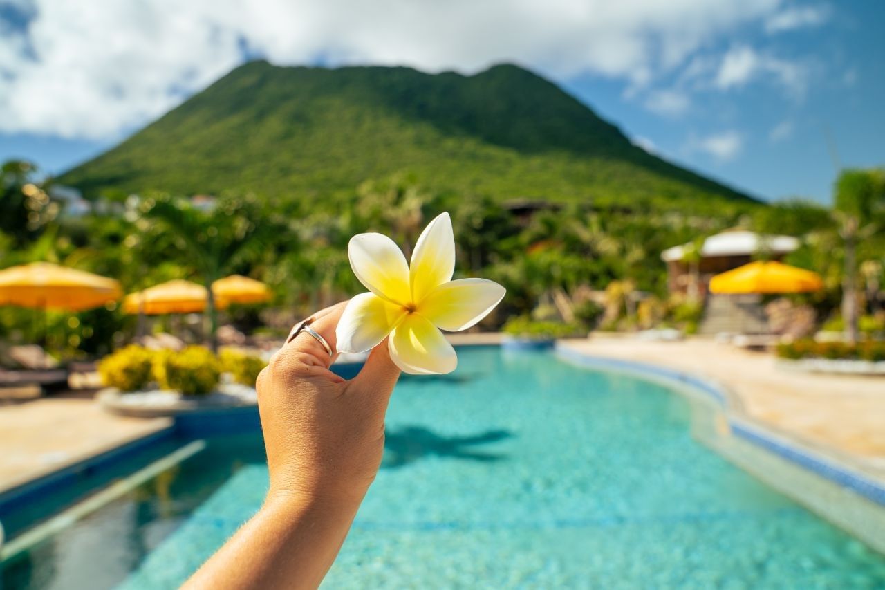 Hand holding a yellow frangipani flower with the outdoor blue swimming pool in the background at Golden Rock Resort