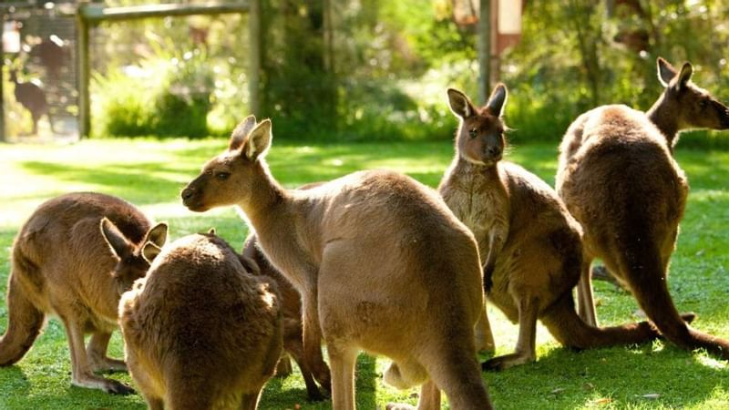 A troop of kangaroos in Healsville near Novotel Melbourne