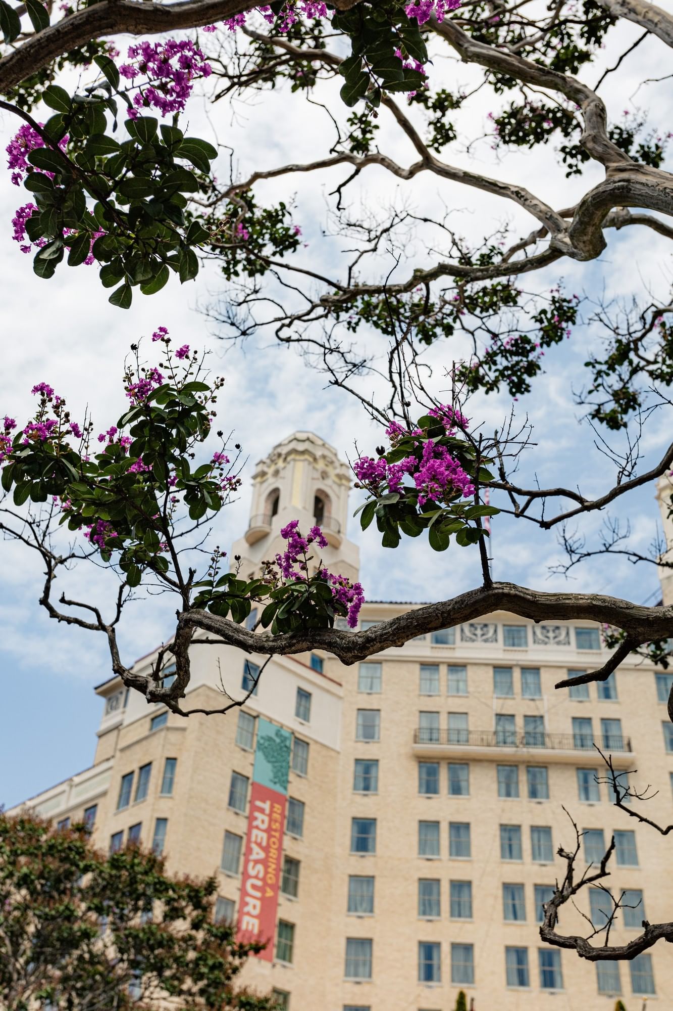 Purple blossoms on tree branches framing the historic hotel exterior under blue skies at Arlington Resort Hotel & Spa