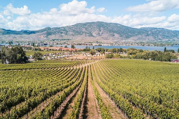 Vineyards in Okanagan with mountains in the background and clouds in the sky.