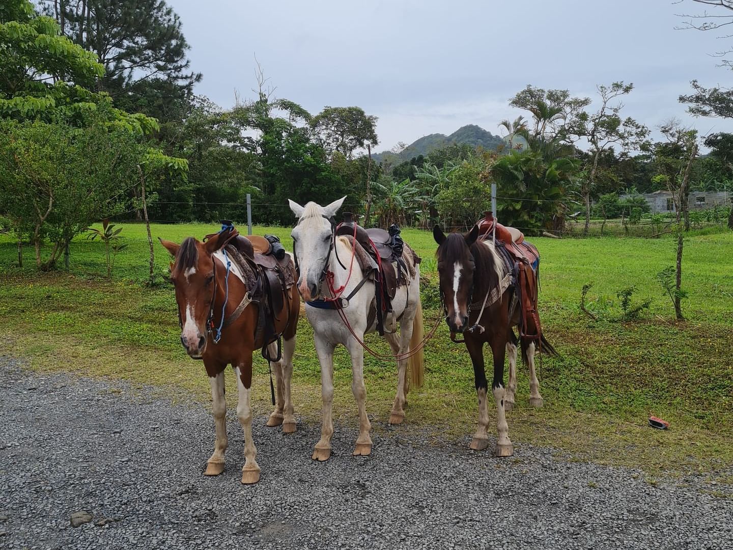 Cabalgata en el Valle de Antón cerca del Hotel Los Mandarinos