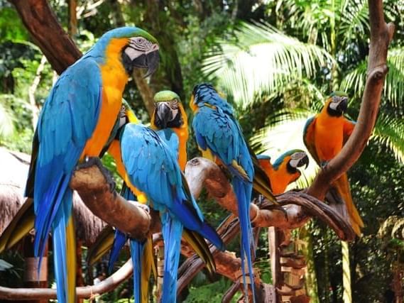 Macaw birds captured in the Bird Park near Grand Hotels Lux