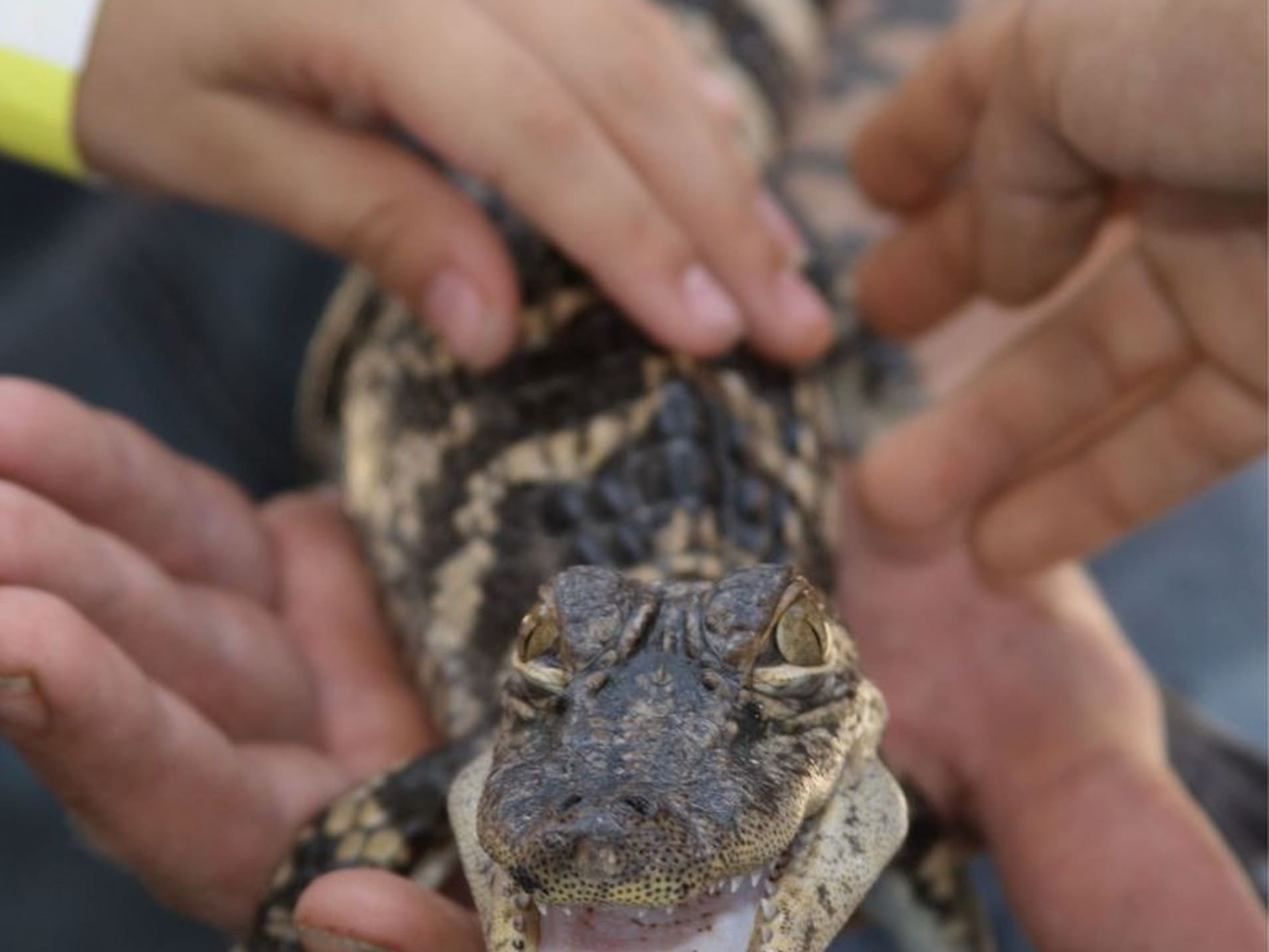 Close up of crocodile in Gator Park near MCM Elegante Beaumont