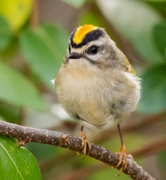 Close up of Golden-crowned Kinglet near Inn at Willow Grove