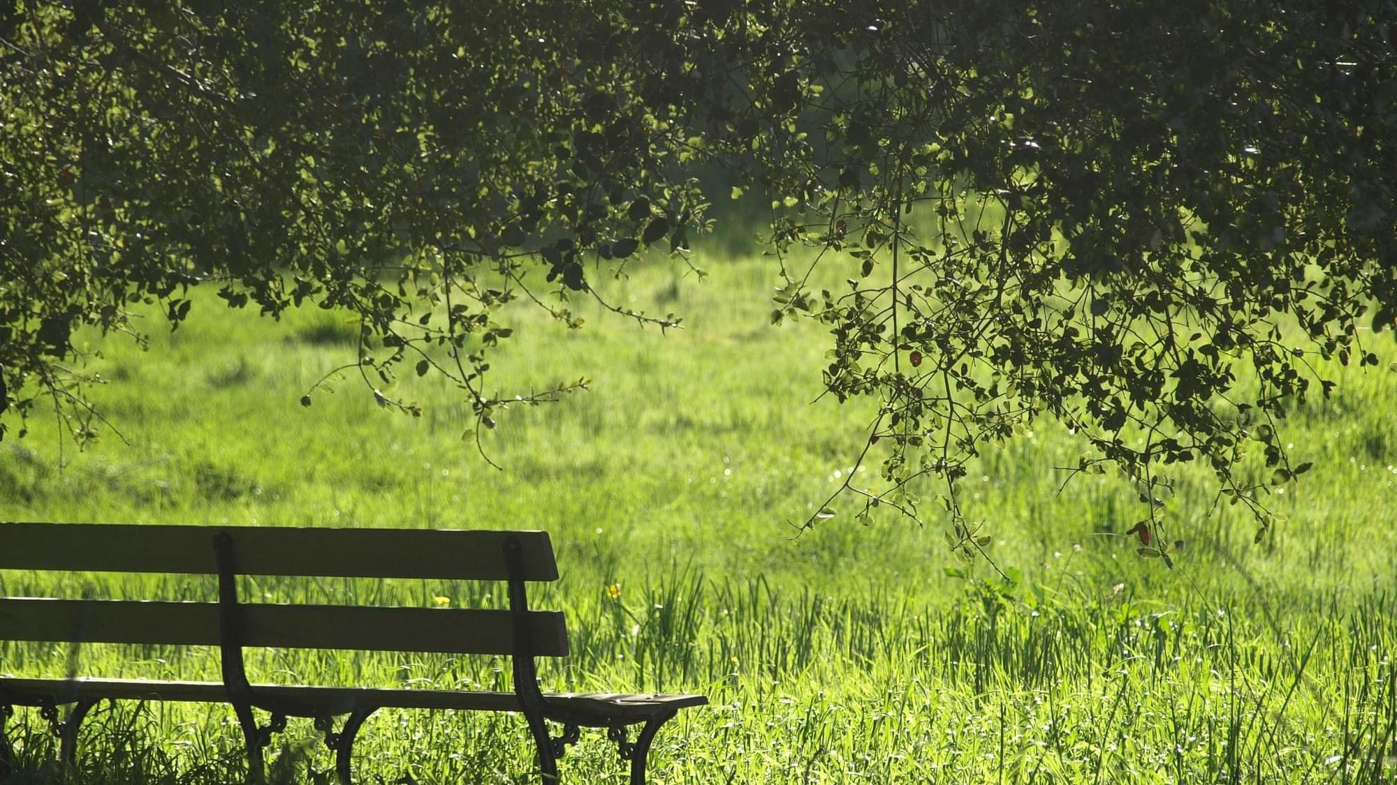 Bench on green grass in Imperial Park near The Original Hotels