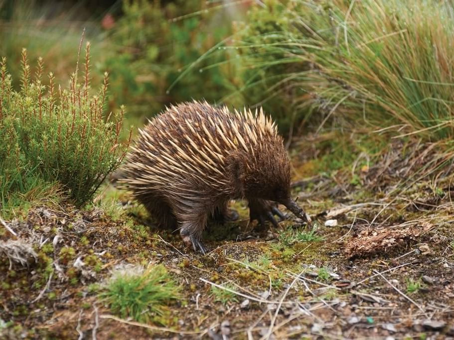 Echidnas on the West coast of Tasmania near Strahan Village