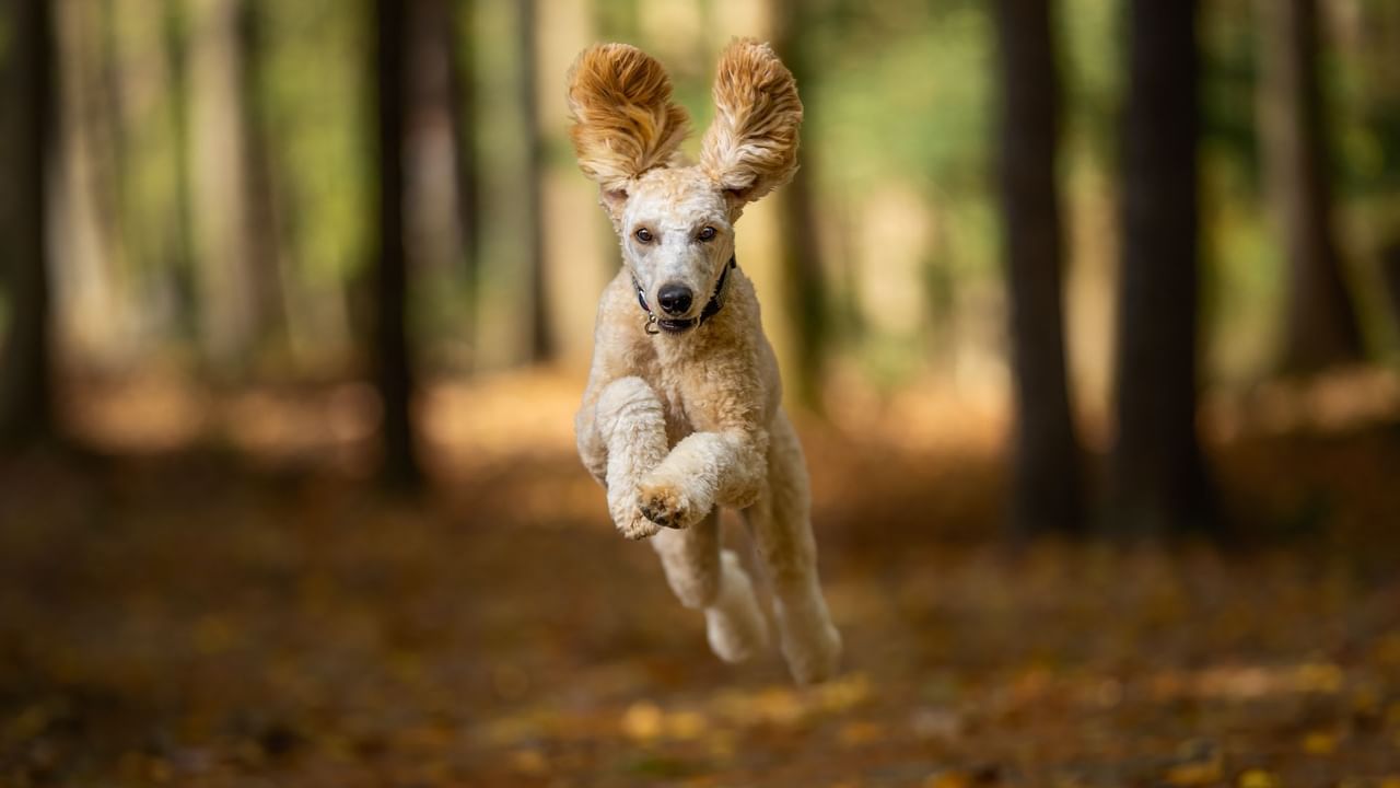 A dog jumping through a forest