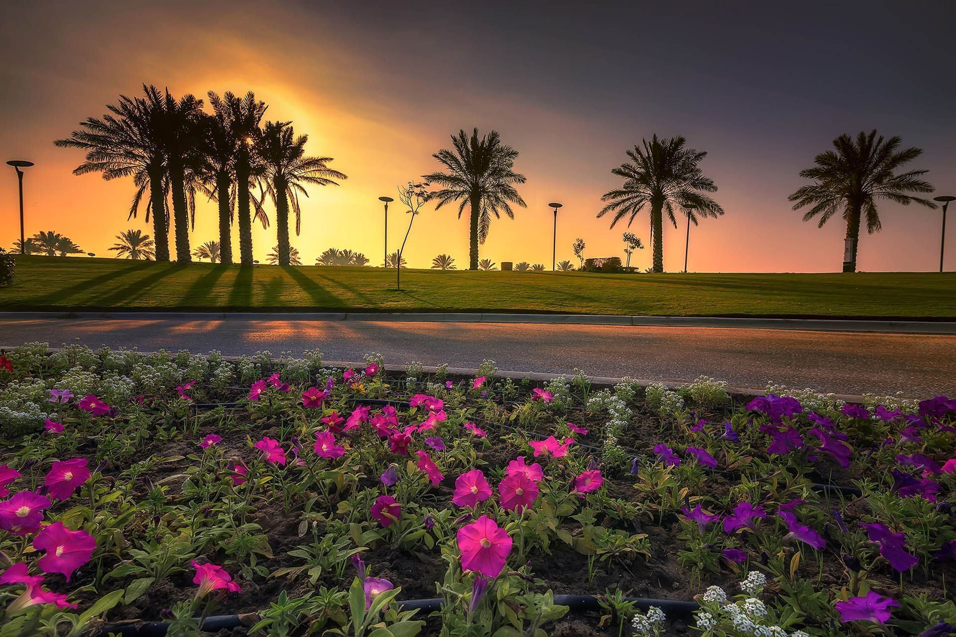 Sunrise view Modon Lake Dammam - flowers in the foreground