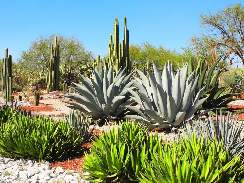 A grove of agave plants at Fiesta Americana Travelty