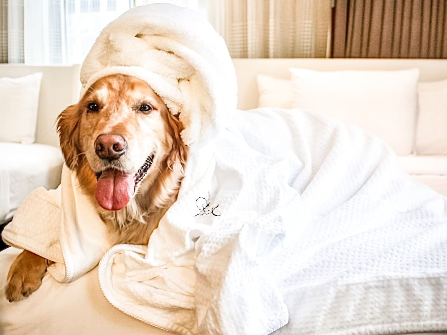 can dogs stay at hotels