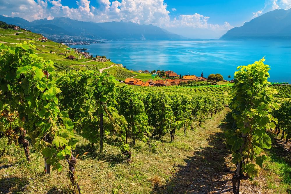 Lush green vineyards surrounding a small village by a blue lake under a bright sky near Warwick Geneva