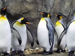 Penguins at the Calgary Zoo near Carriage House Hotel