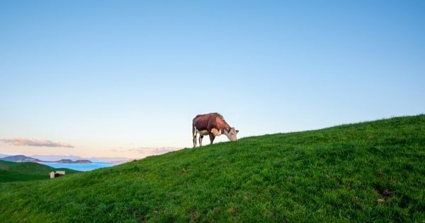 A cow in a grass pasture with ocean views at Shakespear Regional Park