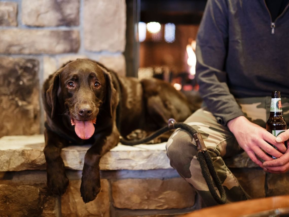 Close-up of a Labrador Retriever at The Lake House