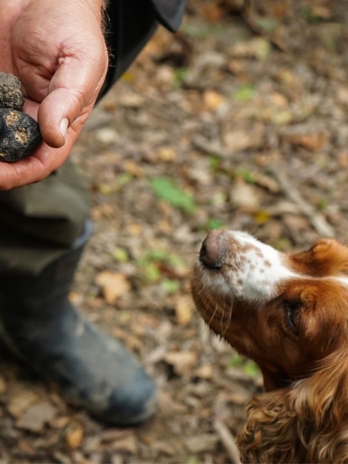 Truffle Hunting in Umbria