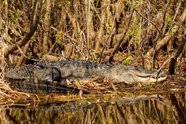 American Alligator at Lake Apopka Wildlife Drive