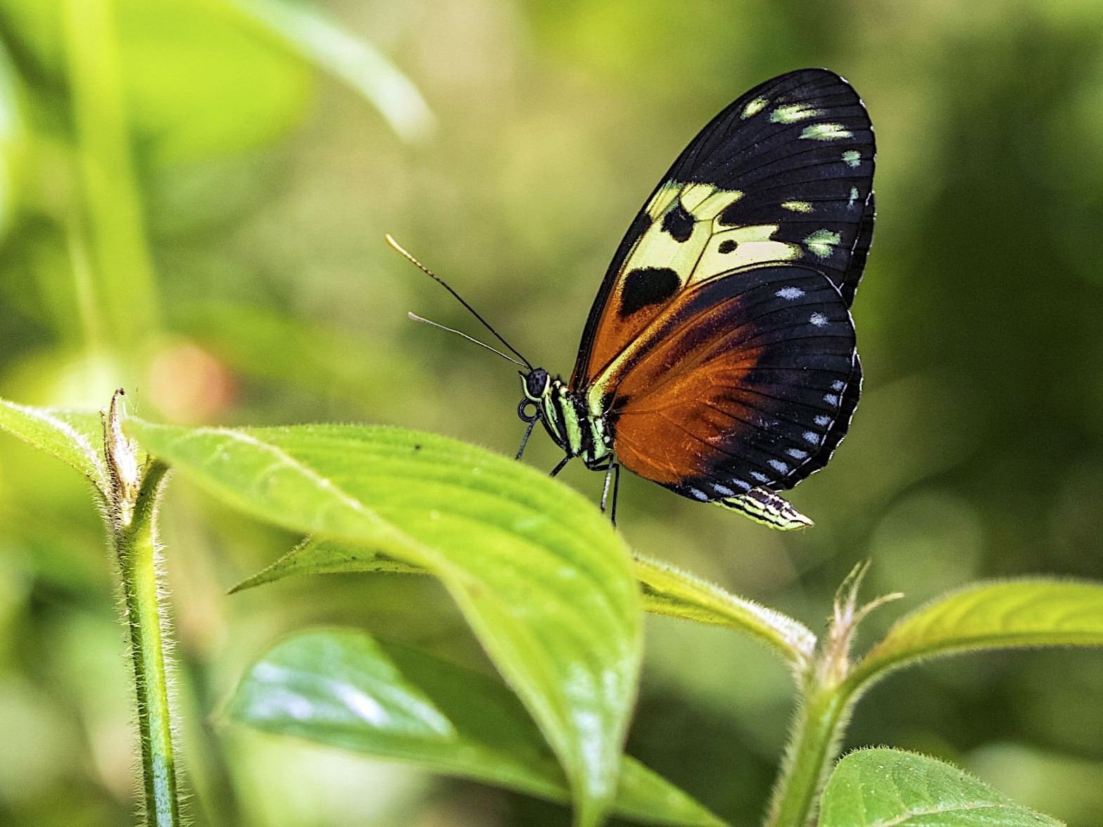 Mariposa