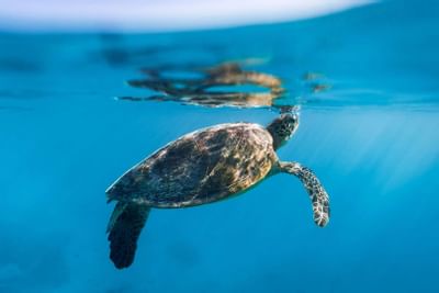 A turtle near Heron Island Resort in Queensland, Australia