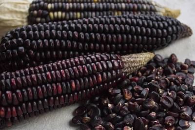 Closeup of organic blue corn at Punta Islita Hotel