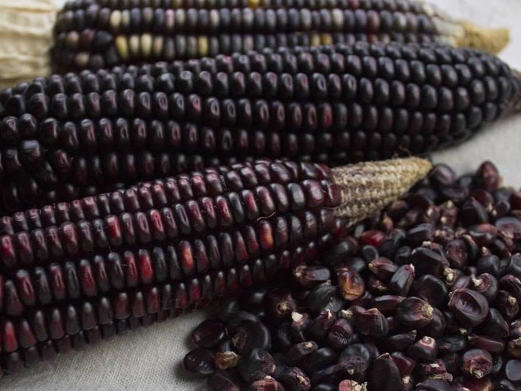 Closeup of organic blue corn at Punta Islita Hotel