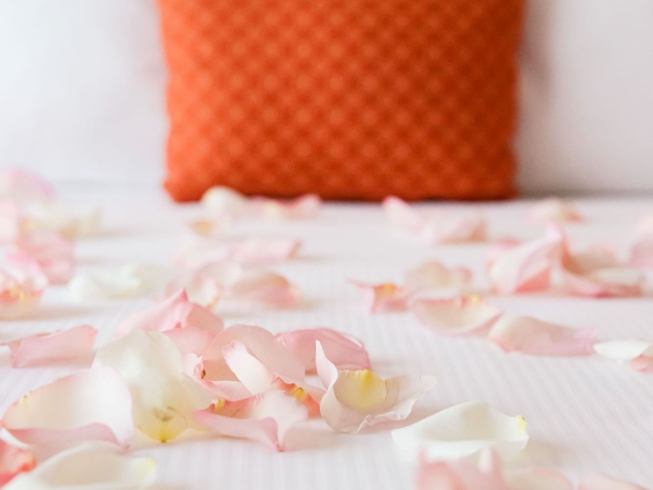 rose petals on bed