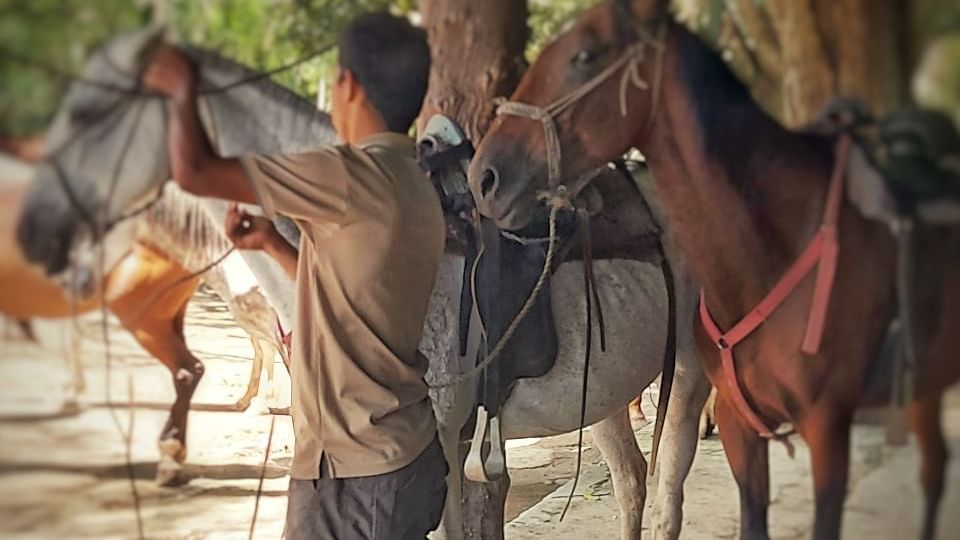 Horses in Rincón de la Vieja near Buena Vista Del Rincon