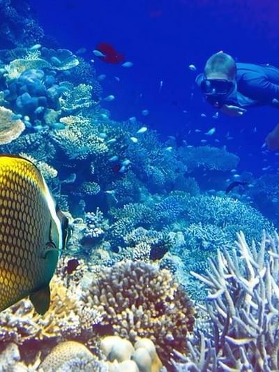 Yellow fish by coral reefs under deep blue water, and a snorkeler near Warwick Fiji Resort and Spa