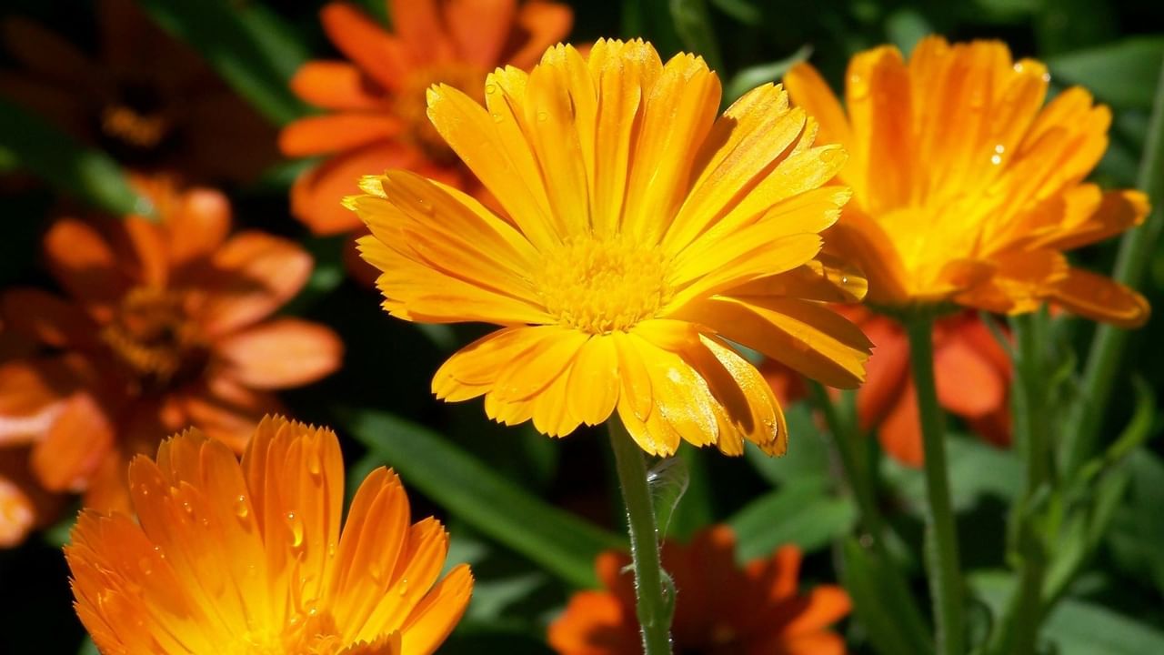Orange flowers