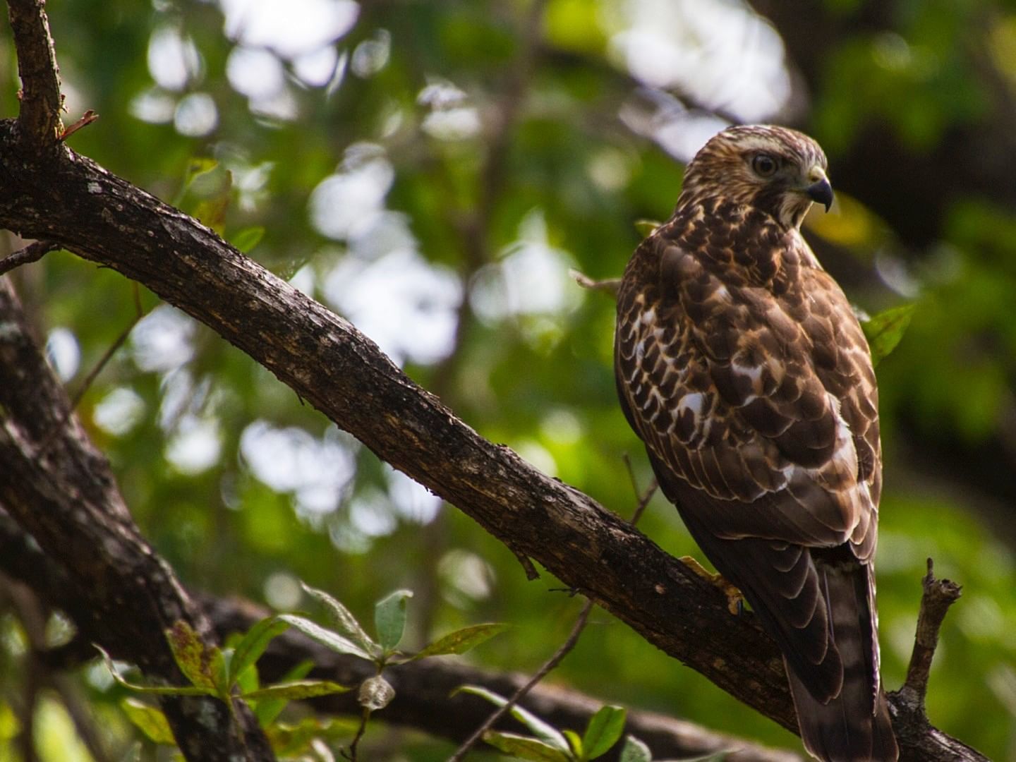 Hawk perched on a dark wood branch under a soft-focus forest canopy near Morgan's Rock Reserve & Ecolodge