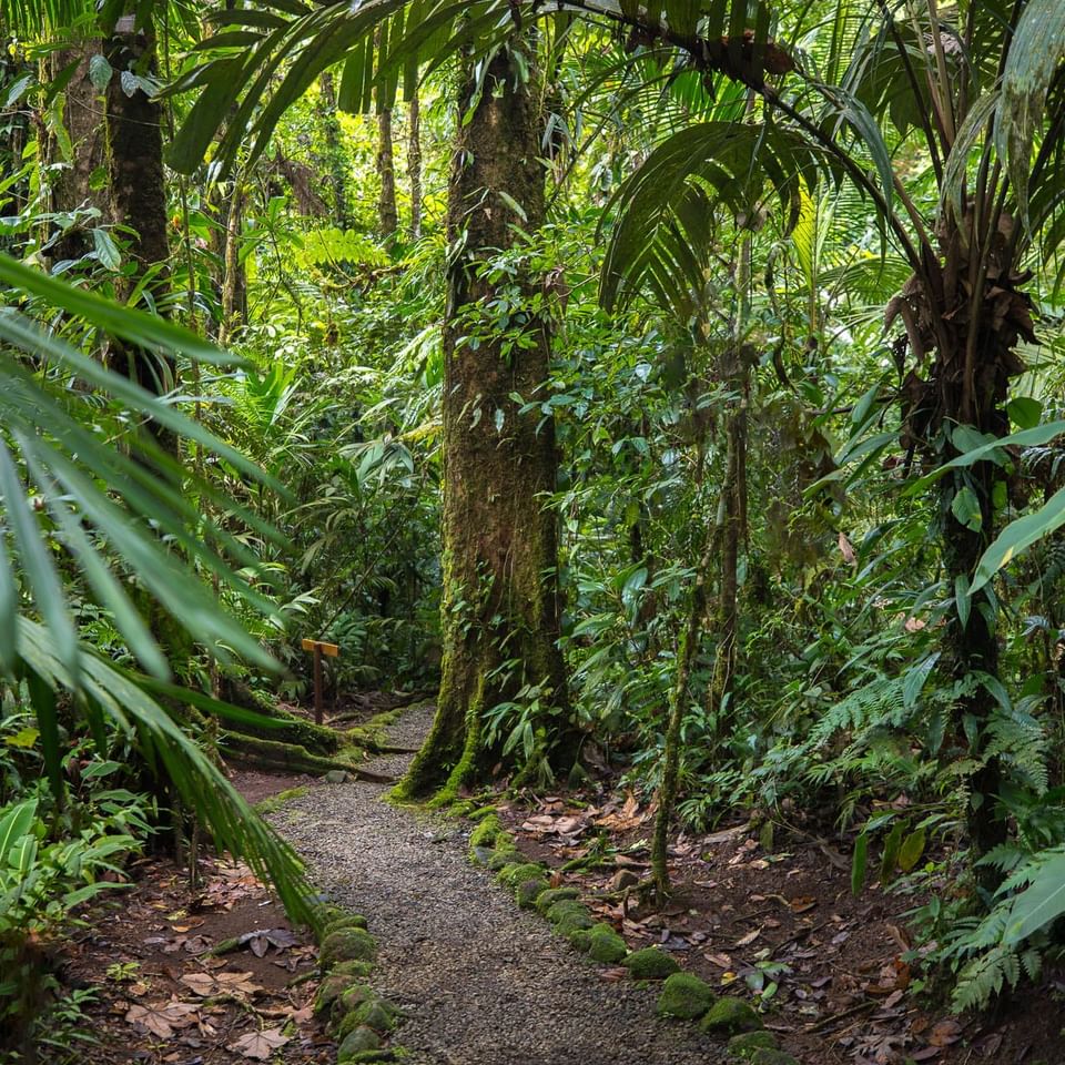 A trail in the forest near Hideaway Rio Celeste