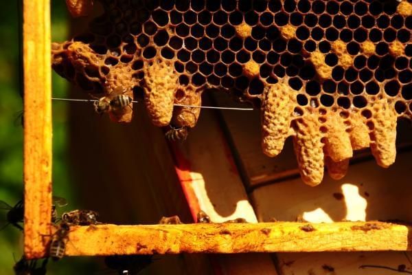 How do bees make wax featuring large yellow hanging globes of wax from a hive