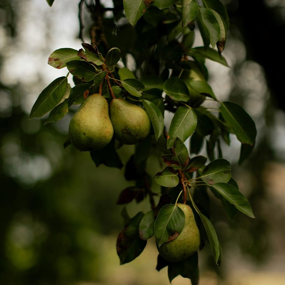 Drei Birnen hängen an einem Baum mit grünen Blättern und verschwommenem Hintergrund.