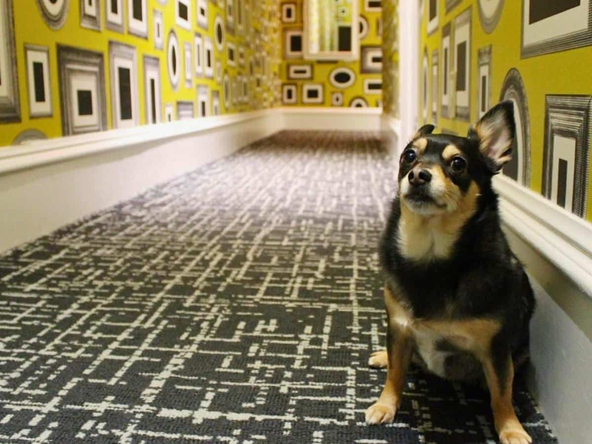 Pet-Friendly Boutique Hotel