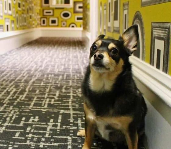 moderne hotel dog-friendly boutique hotel