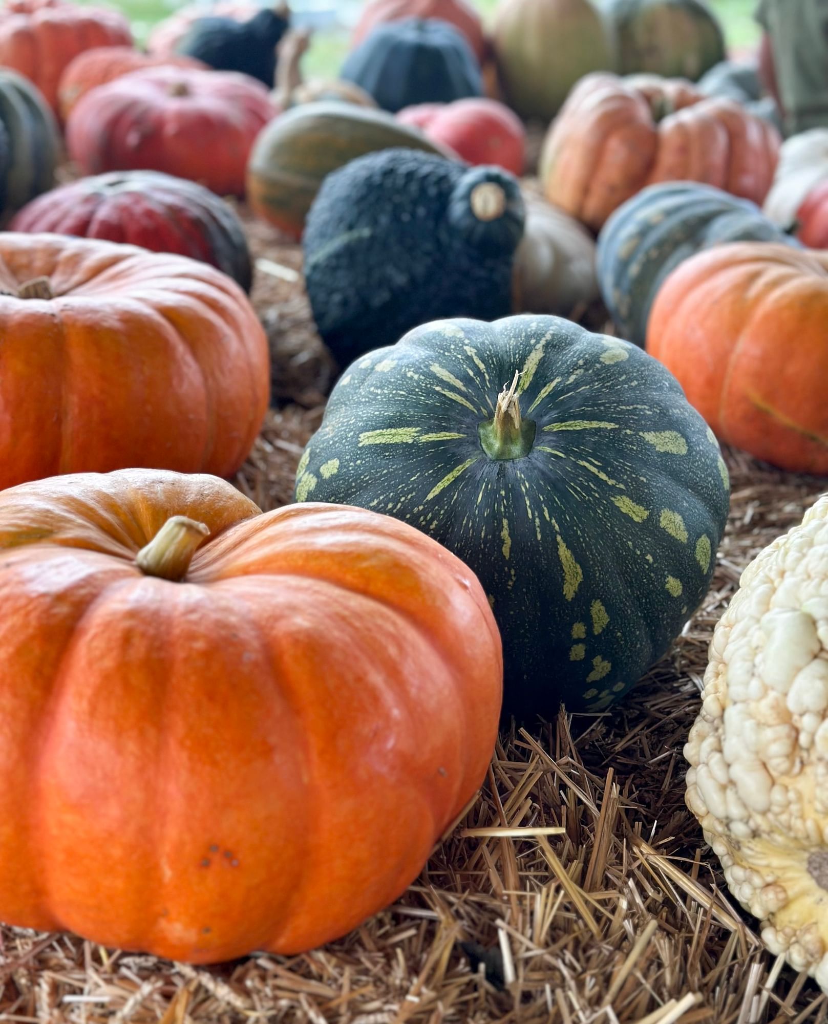 Pumpkins and gourds on straw at Amber Brooke Farms near Lake Buena Vista Resort Village & Spa